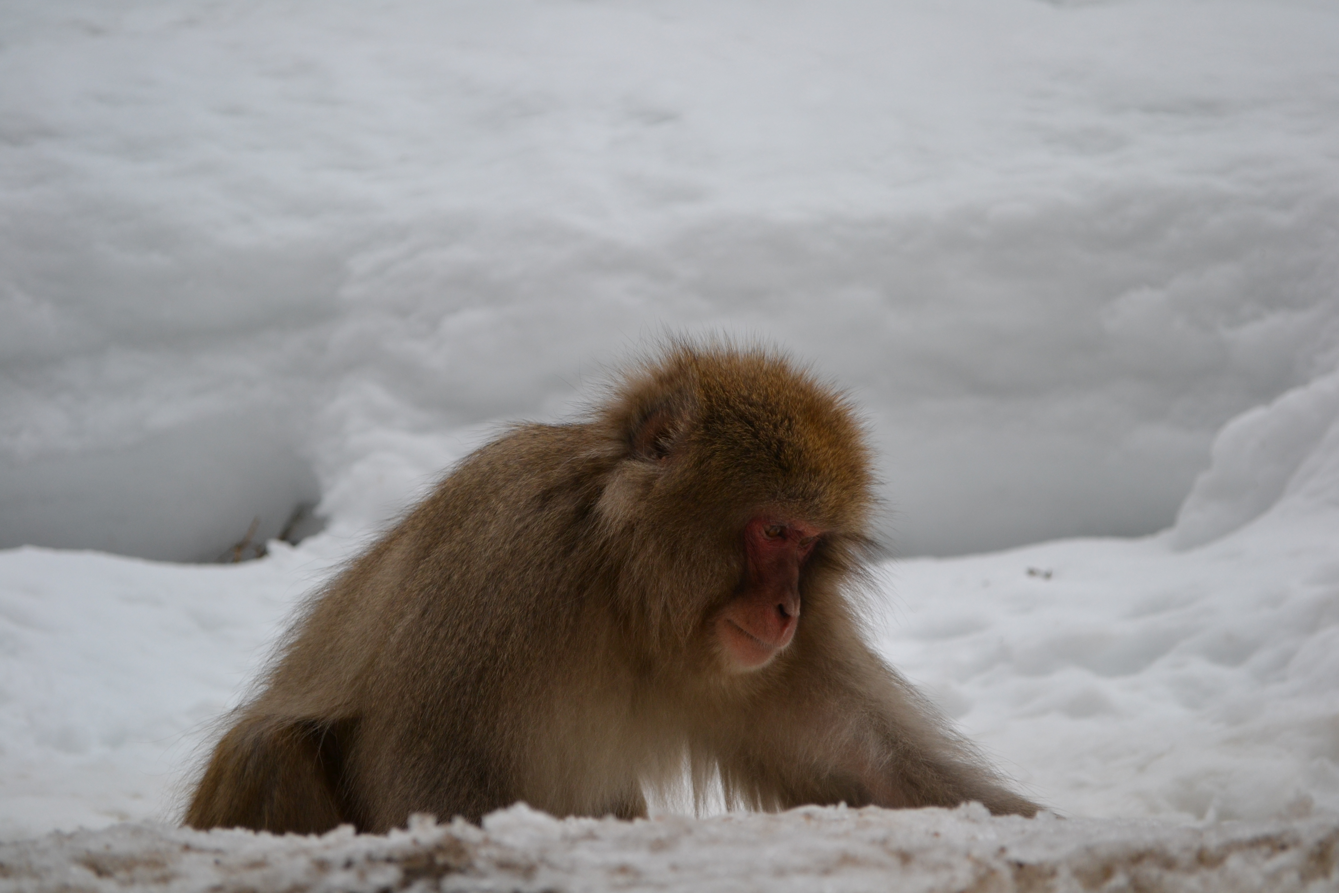 Snow Monkeys near Nagano